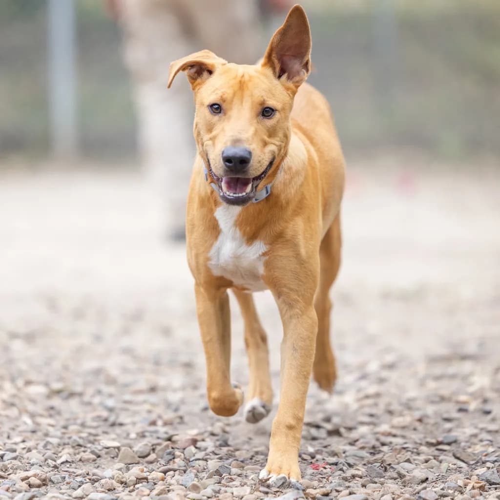 Ziggy - Australian Kelpie available for adoption at Animal Welfare League Queensland in Gold Coast