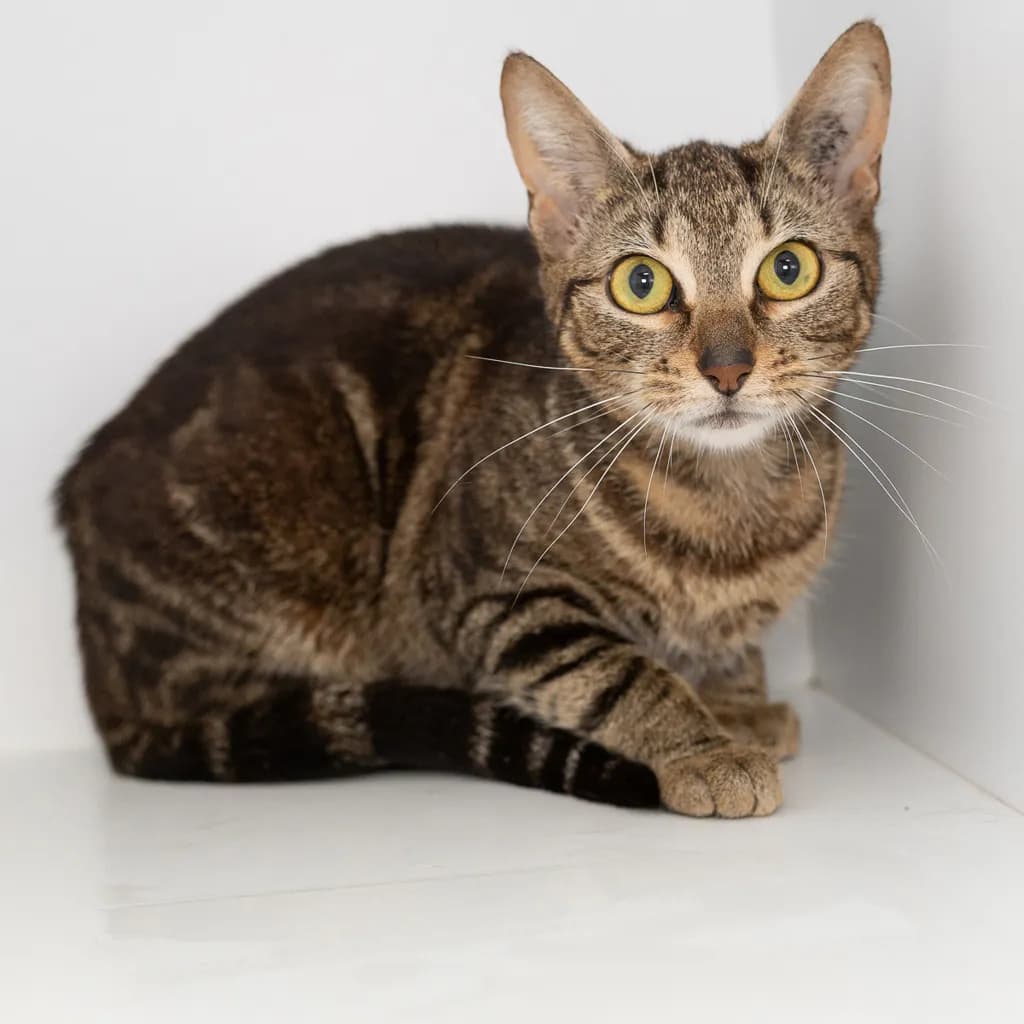 Kaycee - Domestic Short Hair cat available for adoption at Animal Welfare League Queensland in Brisbane