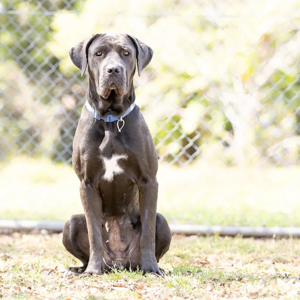 Dandelion - Cane Corso / Catahoula available for adoption in Brisbane