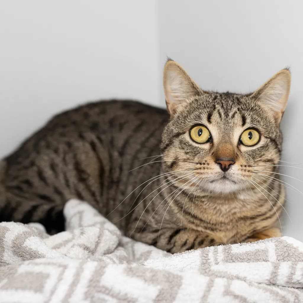 Fish - Domestic Short Hair cat available for adoption at Animal Welfare League Queensland in Brisbane