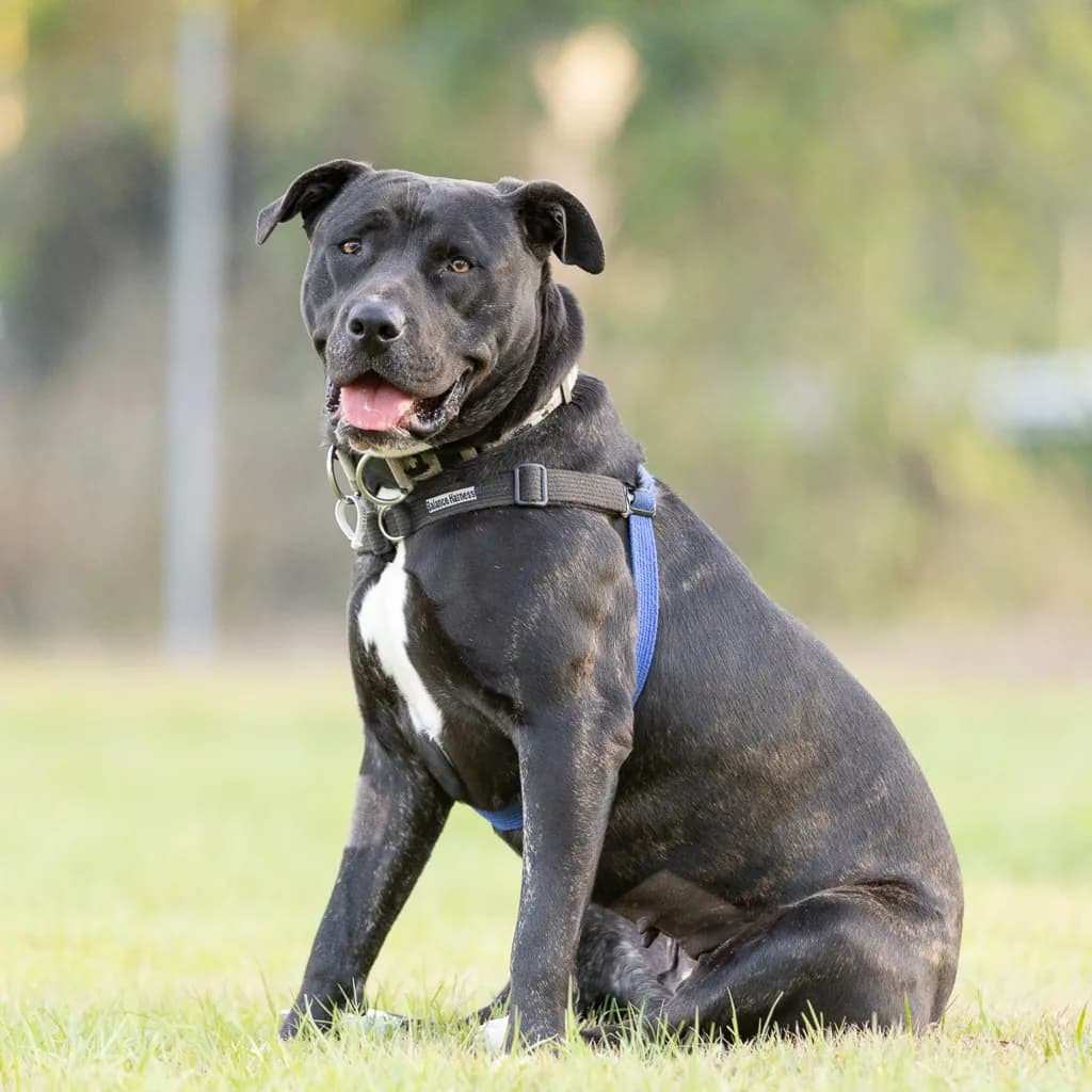 Sage - American Staffy / Bullmastiff available for adoption at Animal Welfare League Queensland in Brisbane