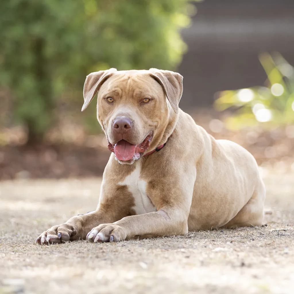 Frankie - Cane Corso / Staffordshire Bull Terrier available for adoption in Brisbane