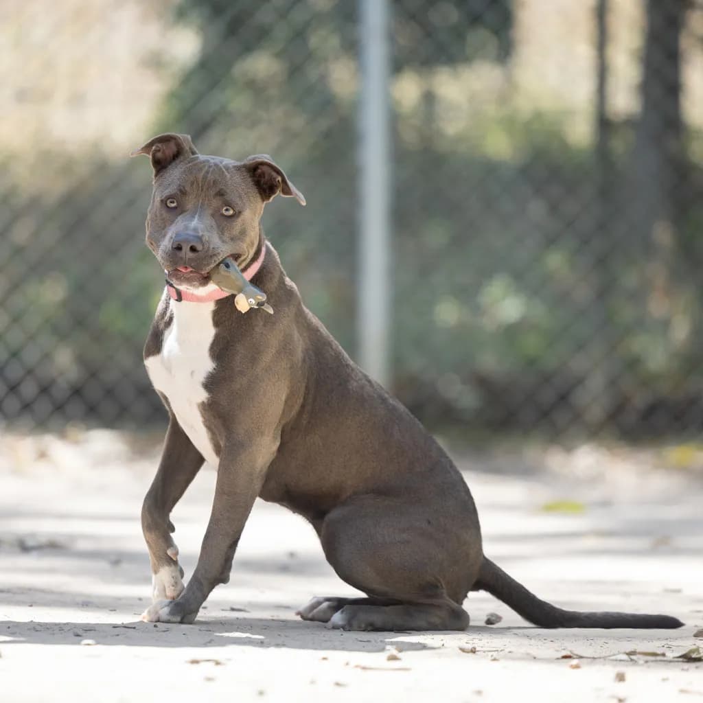 Mona - American Staffy available for adoption at Animal Welfare League Queensland in Gold Coast