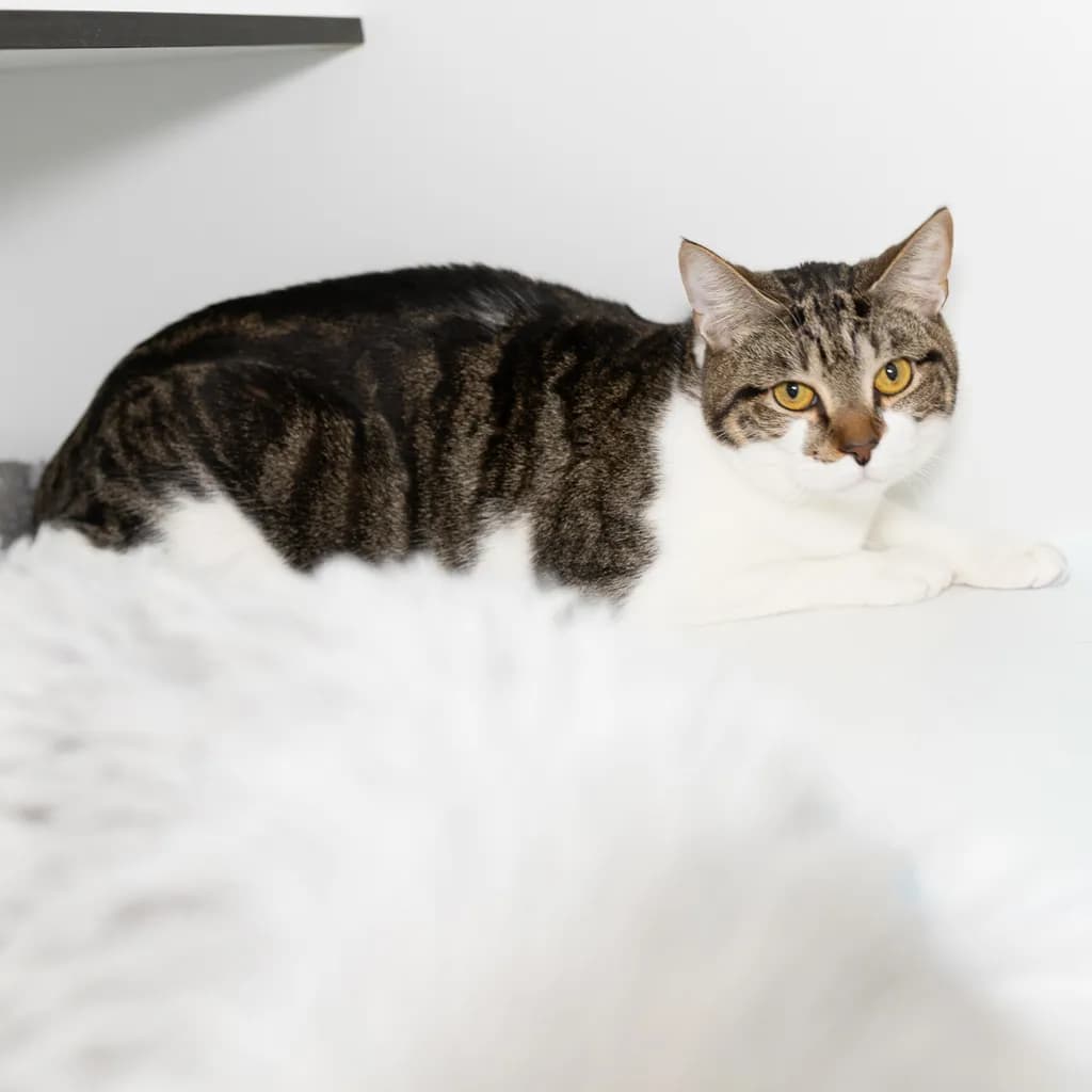 Nico - Domestic Short Hair cat available for adoption at Animal Welfare League Queensland in Brisbane