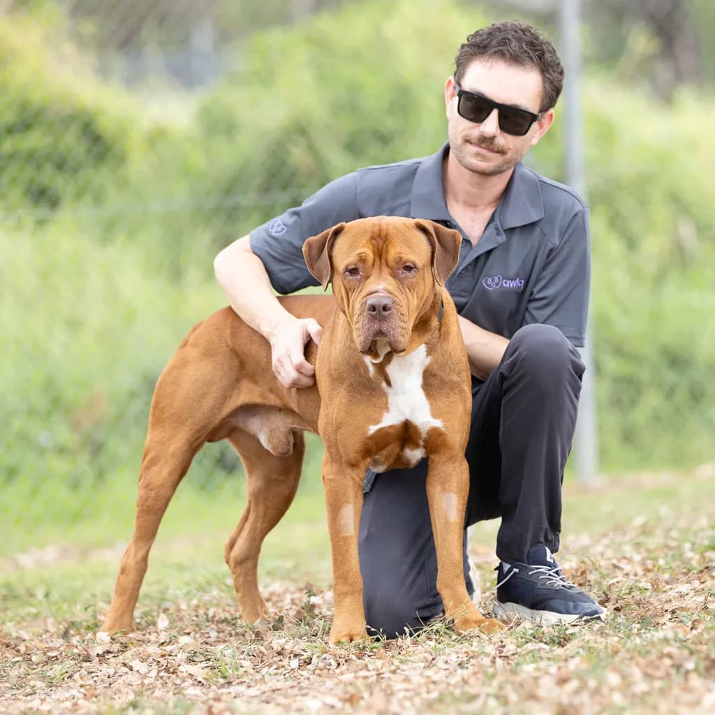 Falcor - Dogue De Bordeaux / American Staffy available for adoption at Animal Welfare League Queensland in Brisbane