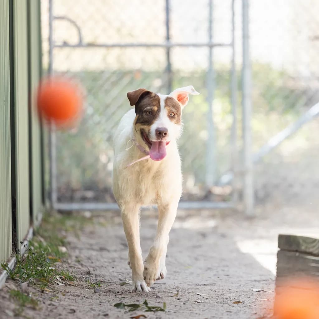 Bella - Bull Arab / Australian Kelpie available for adoption at Animal Welfare League Queensland in Gold Coast