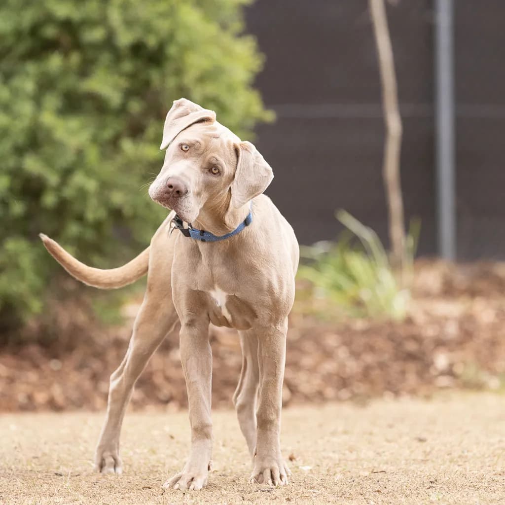Pandora - Neapolitan Mastiff available for adoption at Animal Welfare League Queensland in Brisbane