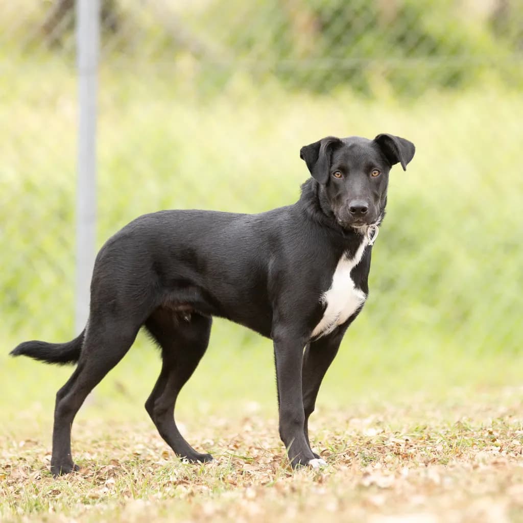 Tater - Australian Kelpie / Border Collie available for adoption at Animal Welfare League Queensland in Brisbane