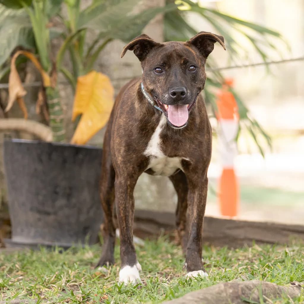 Solly - Staffordshire Bull Terrier available for adoption at Animal Welfare League Queensland in Gold Coast