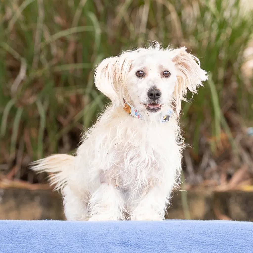 Teddy Bear - Maltese available for adoption at Animal Welfare League Queensland in Ipswich