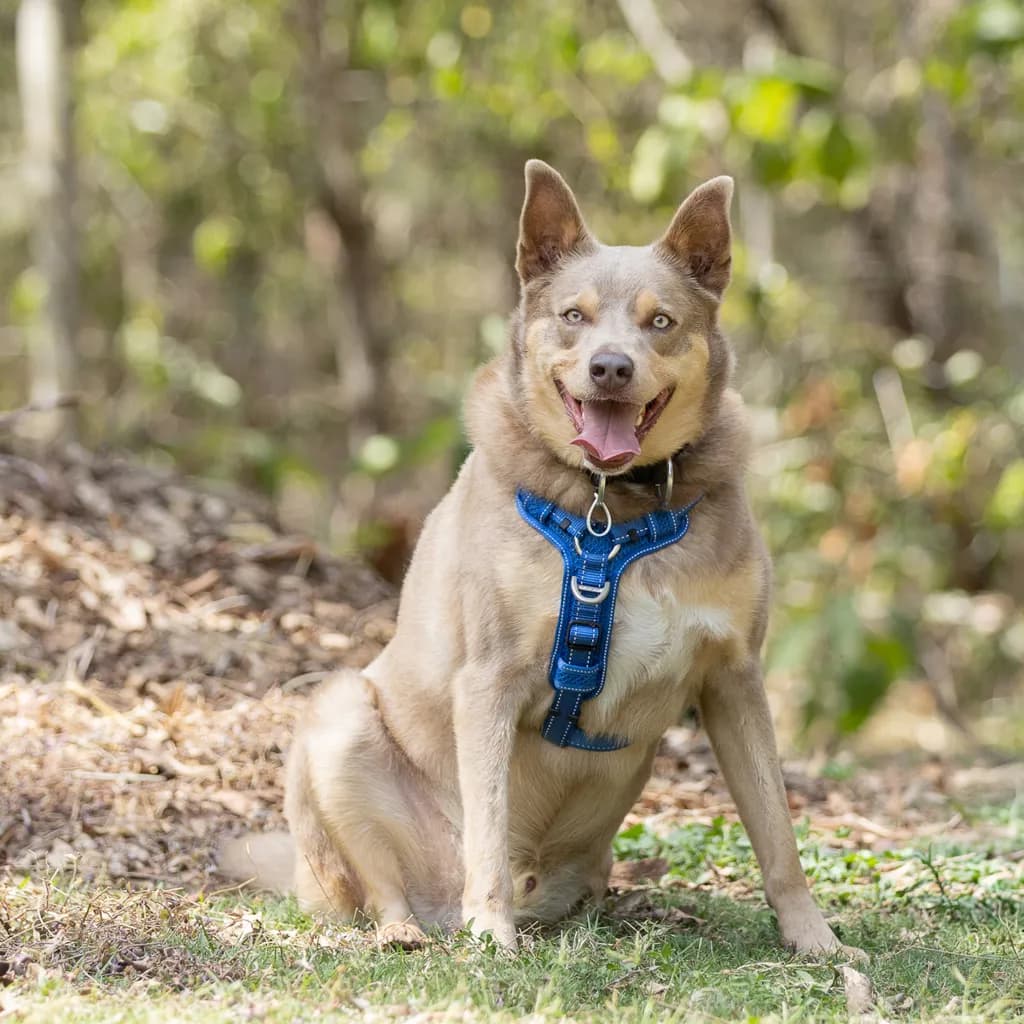 Leroy - Australian Kelpie available for adoption at Animal Welfare League Queensland in Gold Coast