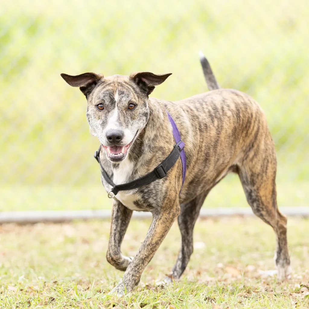 Harlo - Staffordshire Bull Terrier available for adoption at Animal Welfare League Queensland in Brisbane