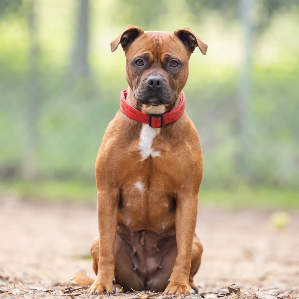 Luna - Staffordshire Bull Terrier available for adoption at Animal Welfare League Queensland in Gold Coast