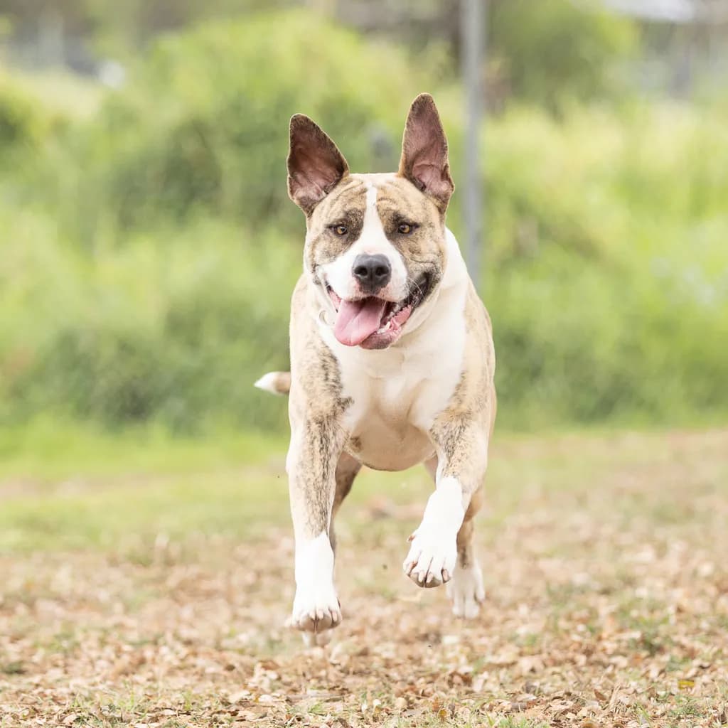 Nala - Bull Arab available for adoption at Animal Welfare League Queensland in Brisbane