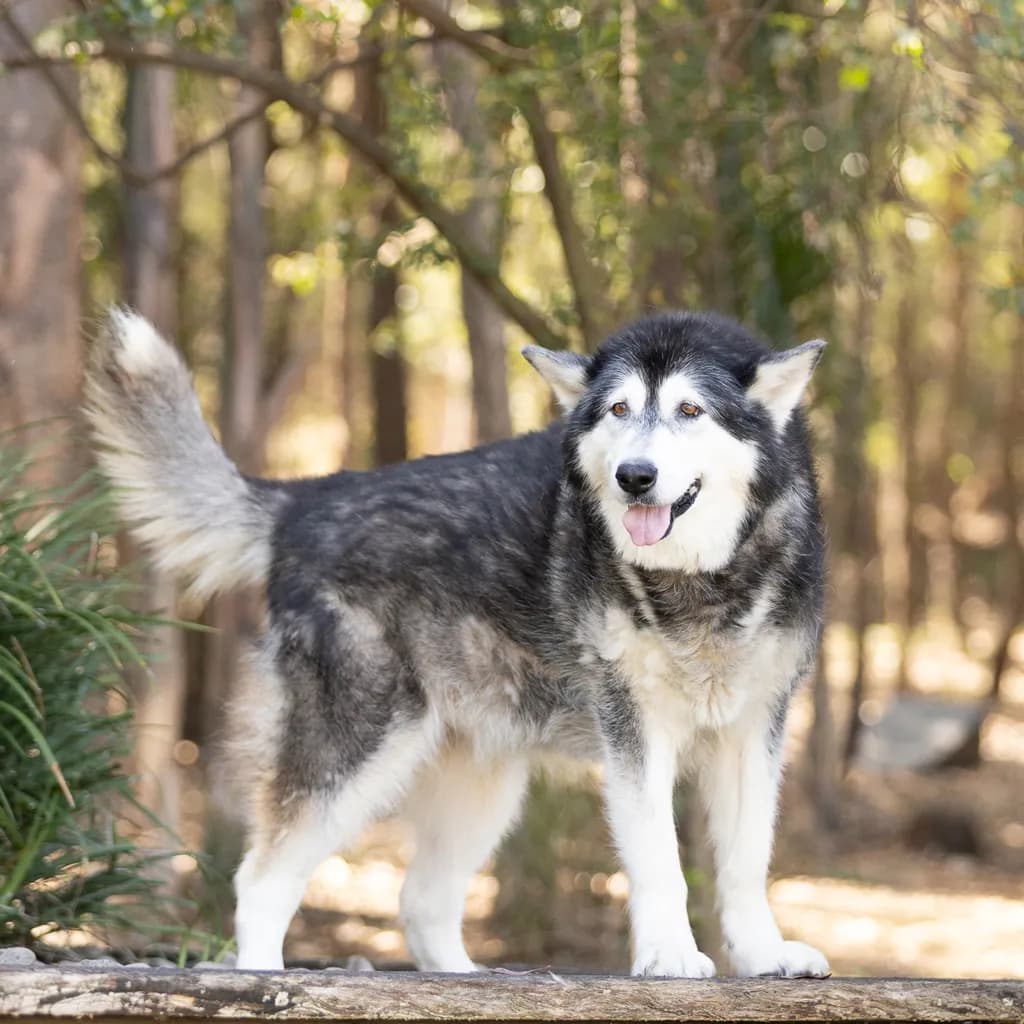 Winter - Alaskan Malamute available for adoption at Animal Welfare League Queensland in Gold Coast