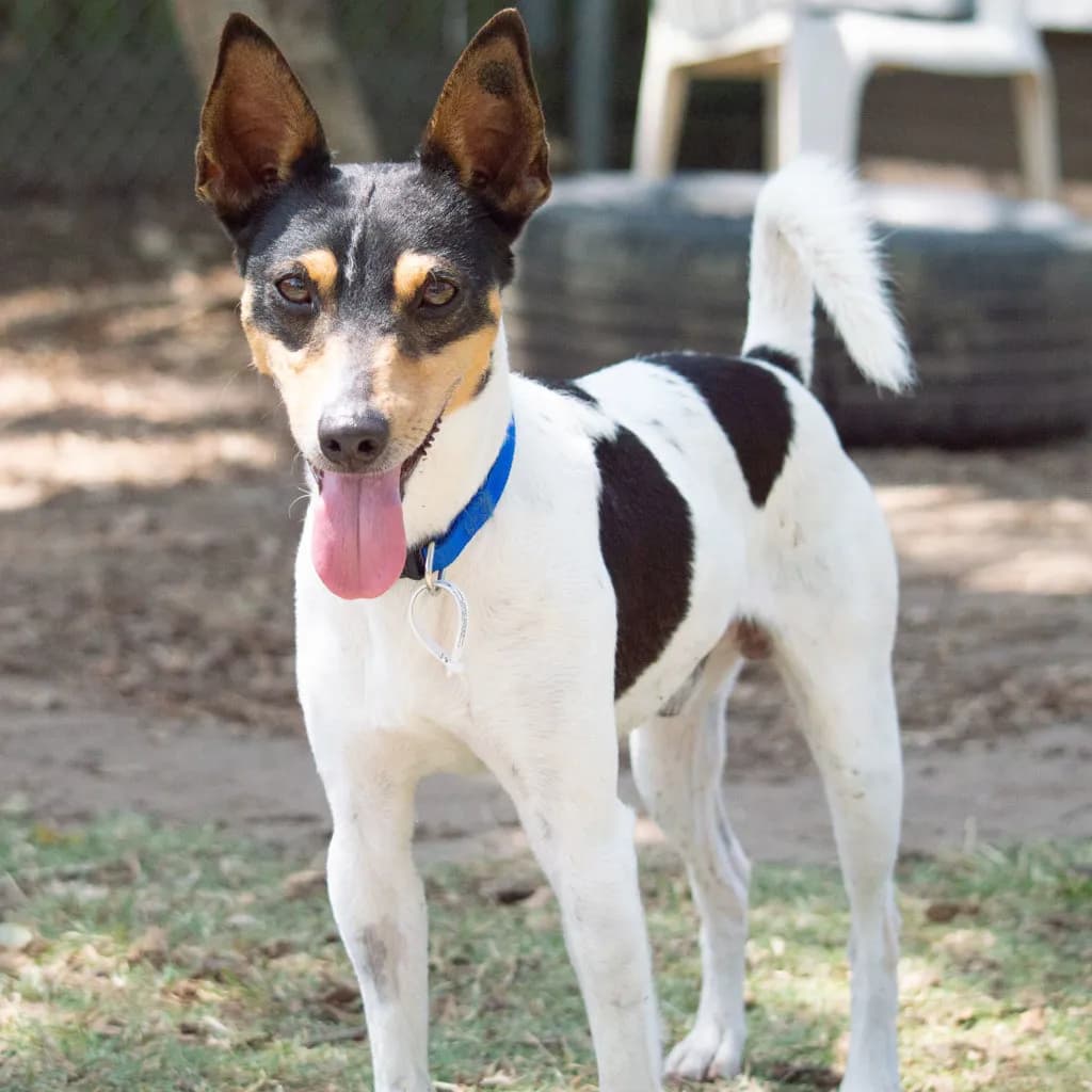 Max - Fox Terrier available for adoption at Animal Welfare League Queensland in Brisbane