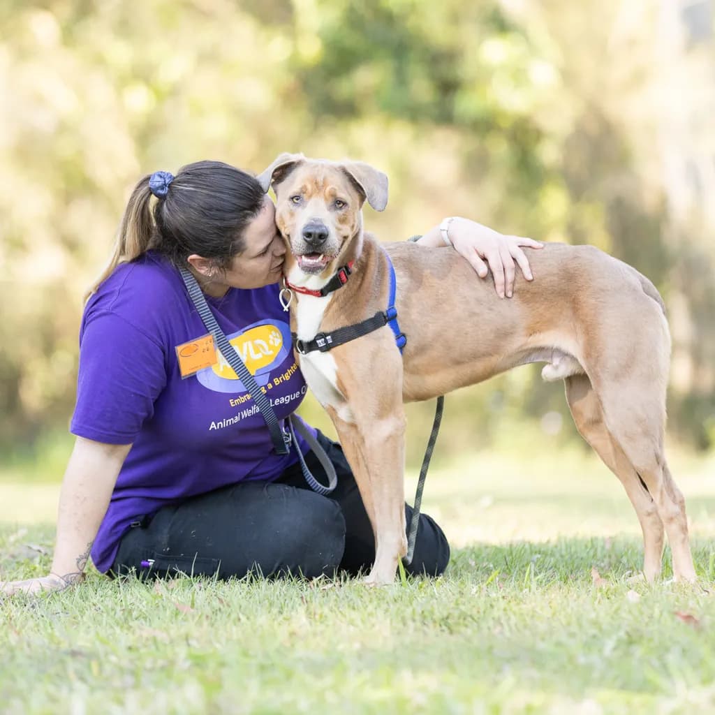Marty, Greyhound / Weimaraner for adoption in Brisbane, QLD