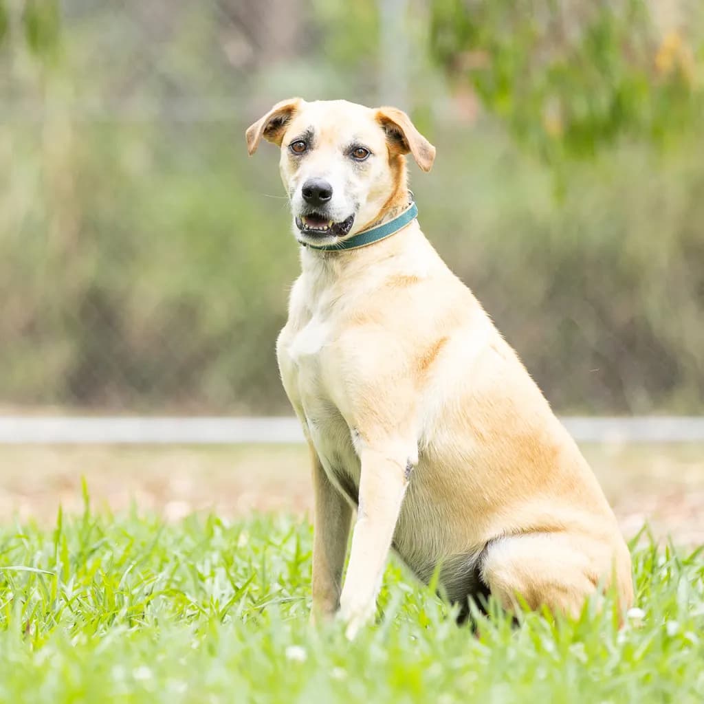 Kira - Great Dane available for adoption at Animal Welfare League Queensland in Gold Coast