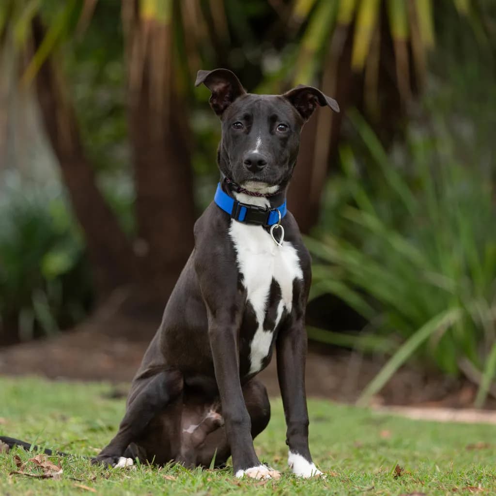 Timmy - American Staffy available for adoption at Animal Welfare League Queensland in Brisbane