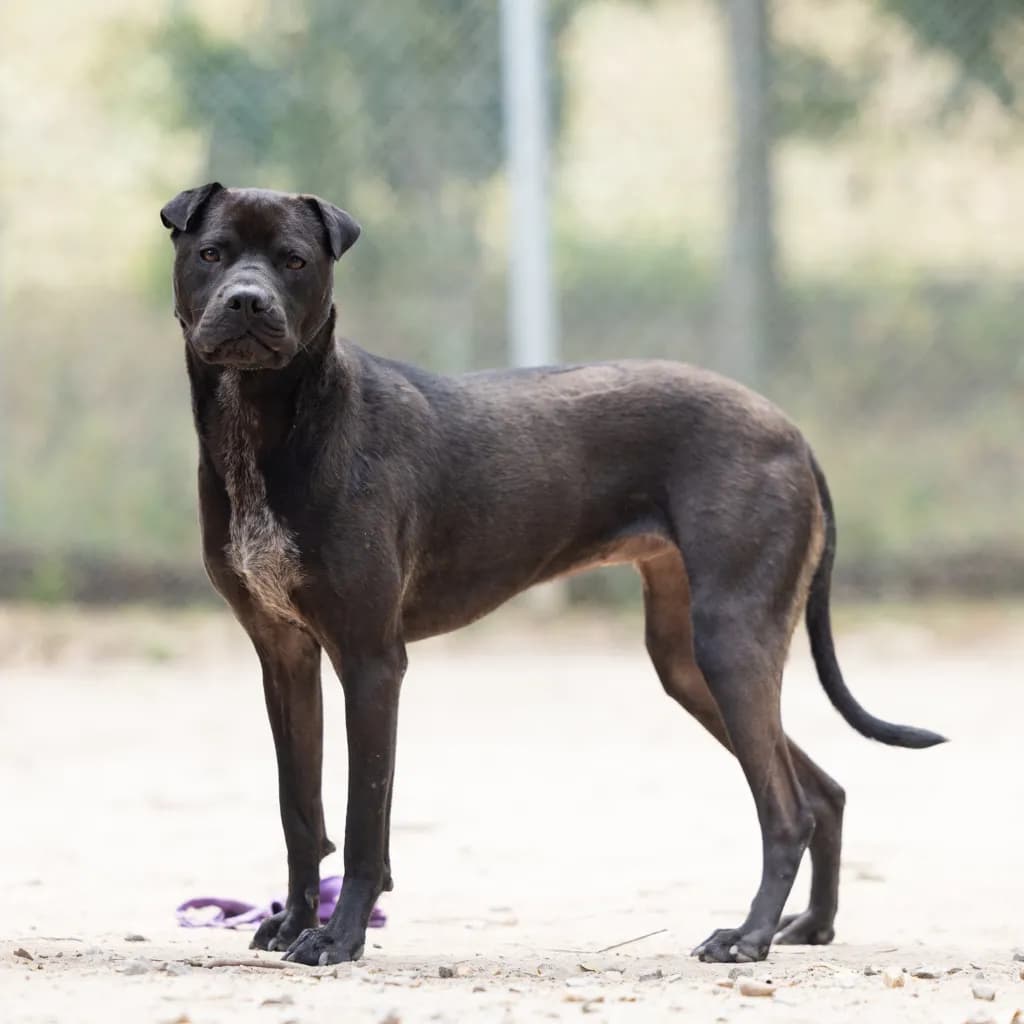 Juno - Sharpei / Staffordshire Bull Terrier available for adoption in Gold Coast