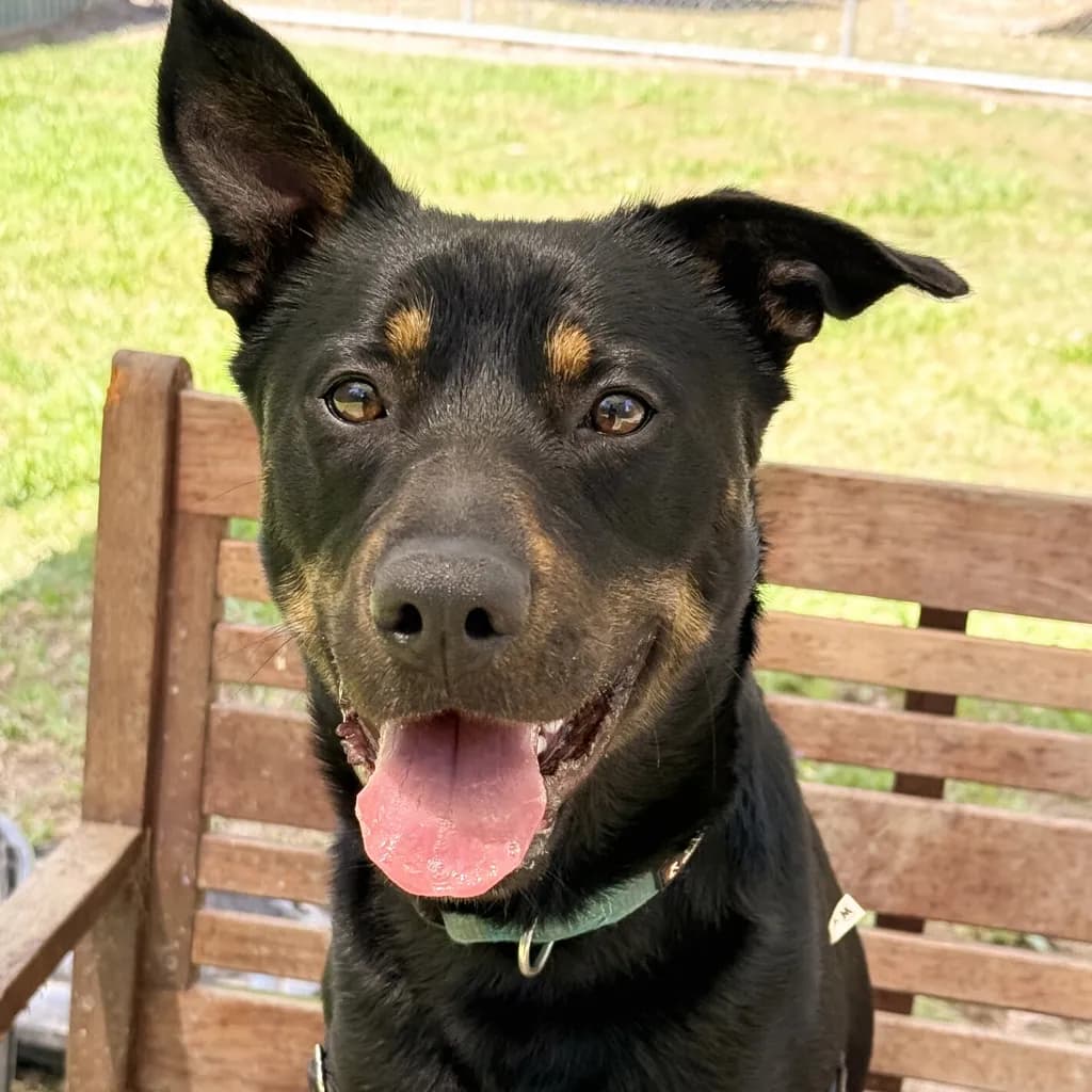 Buddy - Australian Kelpie available for adoption at Animal Welfare League Queensland in Gold Coast