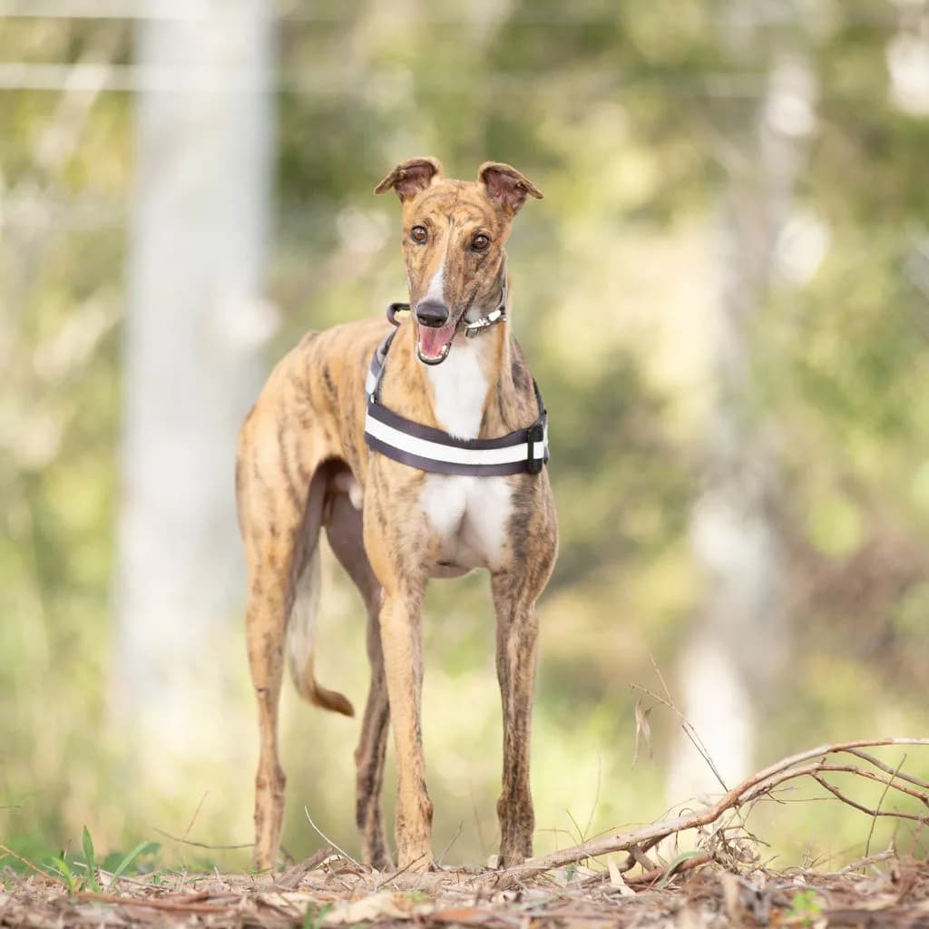 Nero - Greyhound available for adoption at Animal Welfare League Queensland in Gold Coast