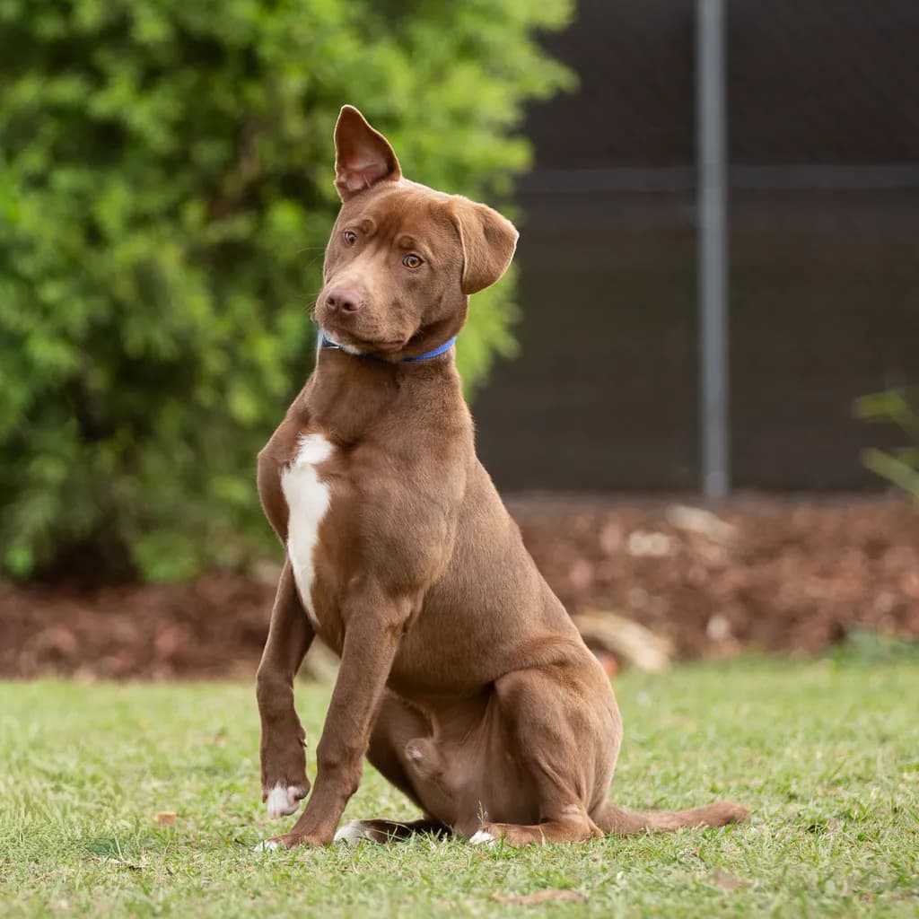 Romeo - Australian Kelpie / American Staffy available for adoption at Animal Welfare League Queensland in Gold Coast