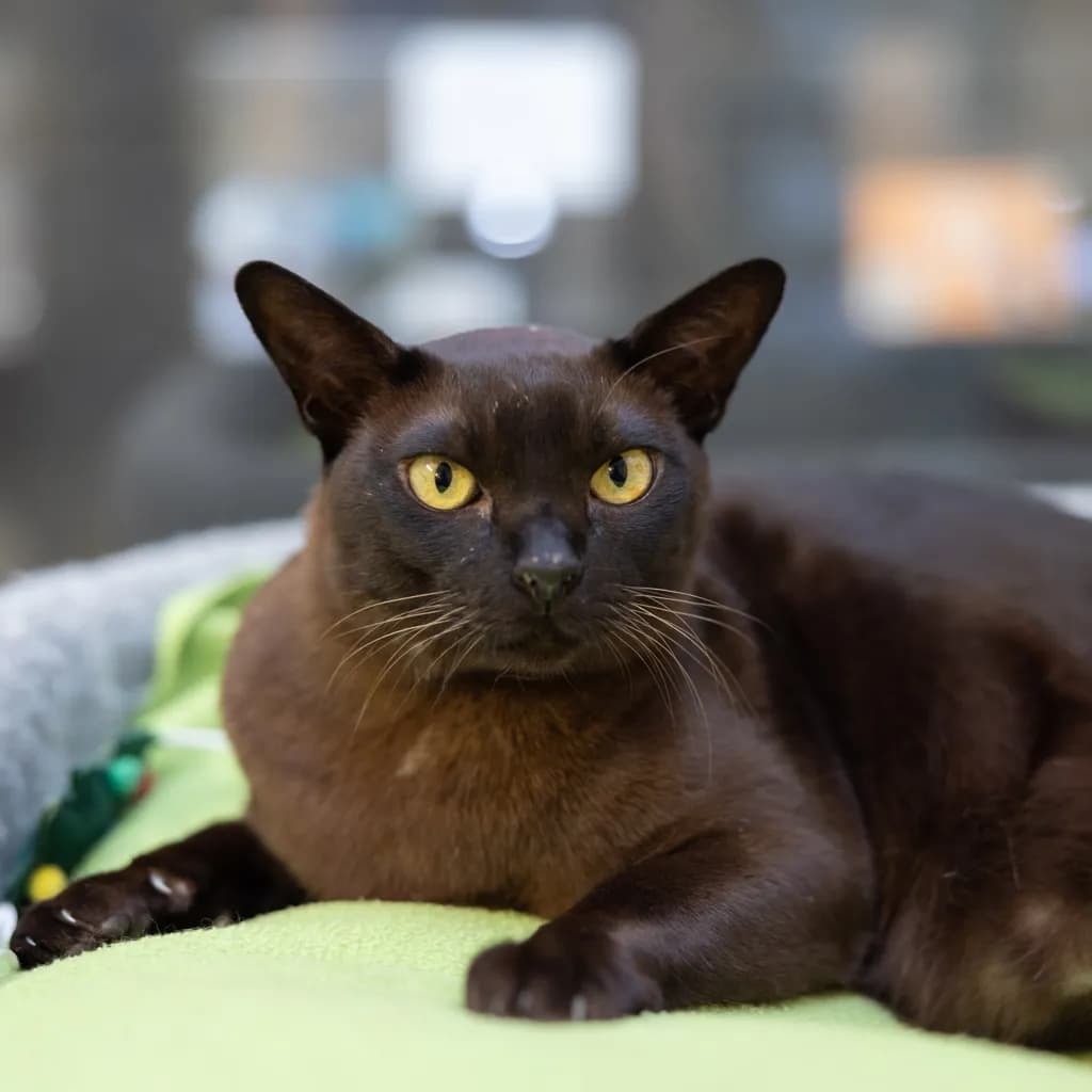 Reuben - Burmese cat available for adoption in Gold Coast
