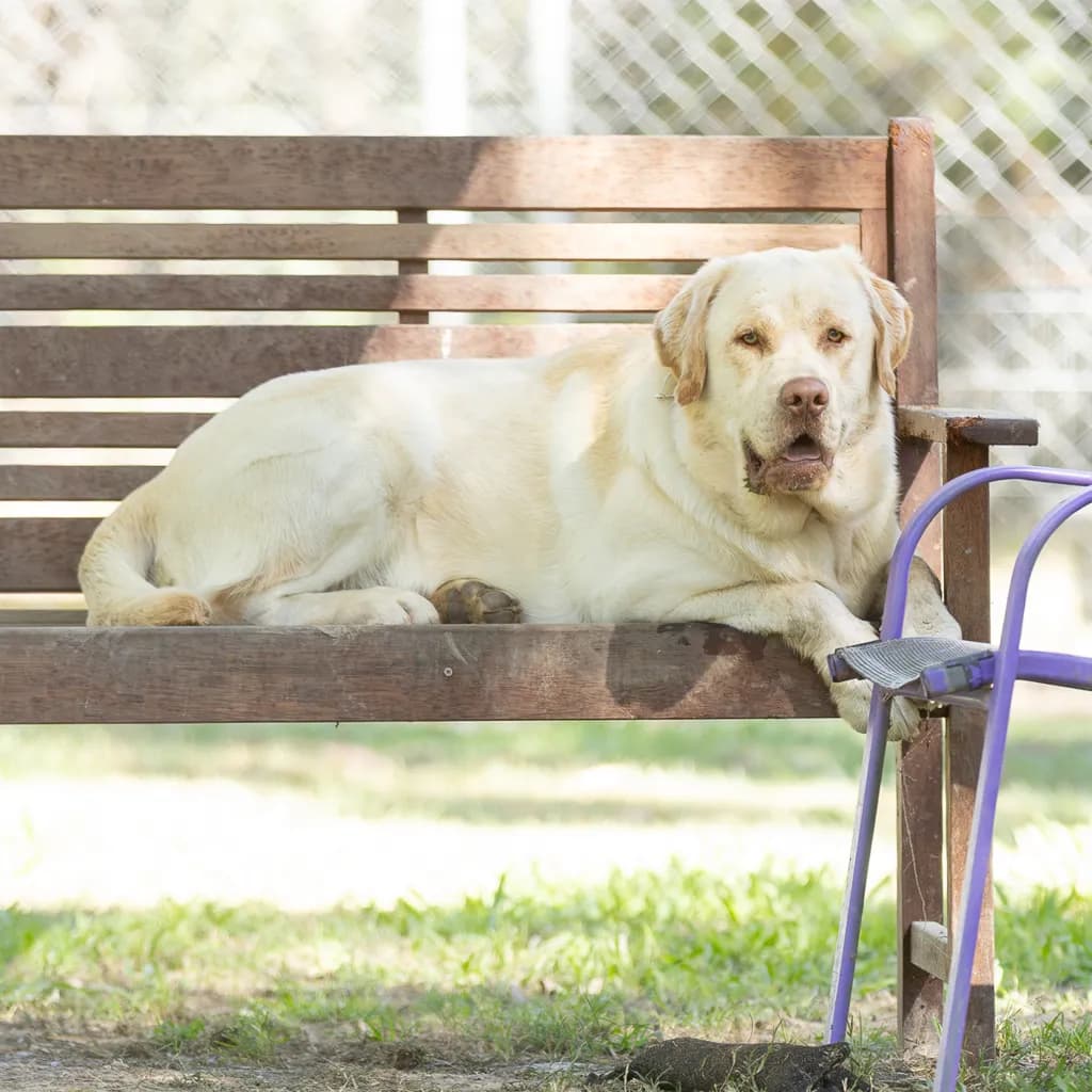 Simba - Labrador Retriever available for adoption in Brisbane