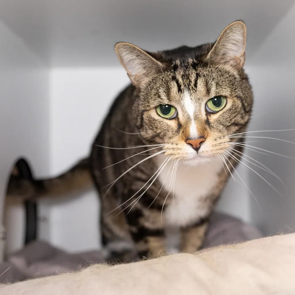 Cash - Domestic Short Hair cat available for adoption in Brisbane