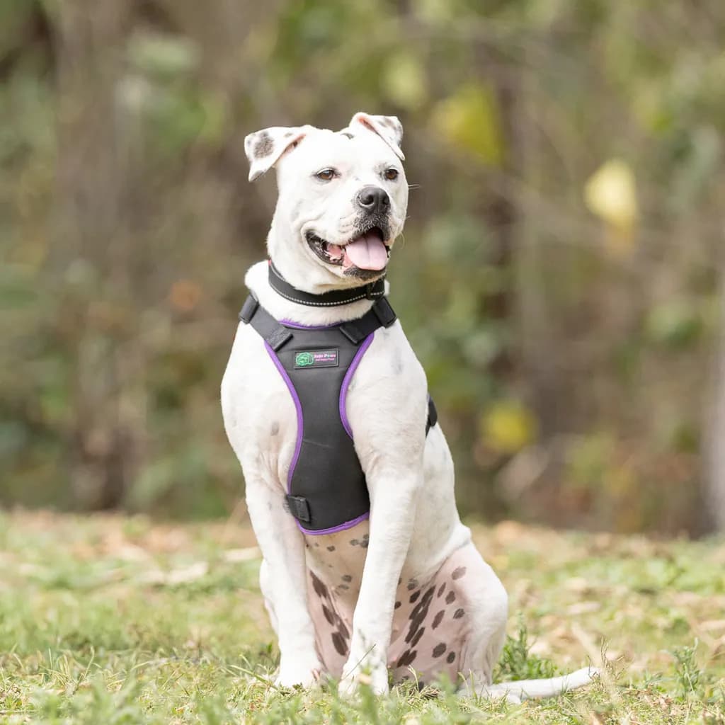 Starlight - Bullmastiff available for adoption at Animal Welfare League Queensland in Gold Coast