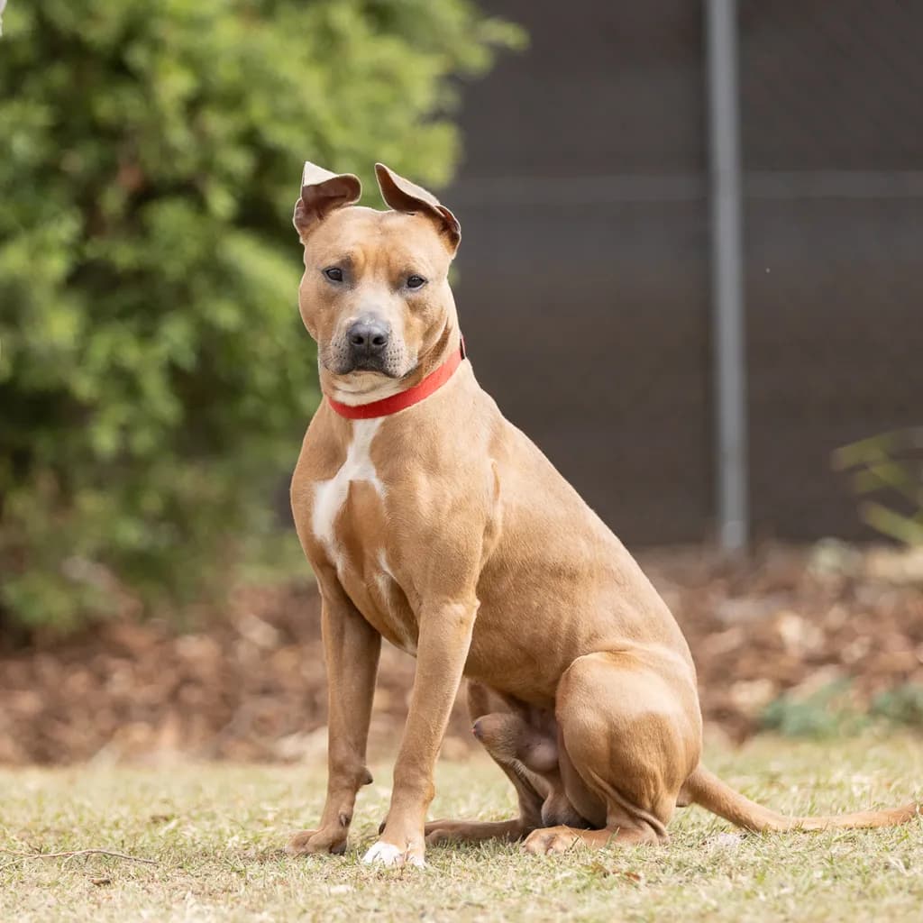 Boof - Staffordshire Bull Terrier available for adoption at Animal Welfare League Queensland in Gold Coast