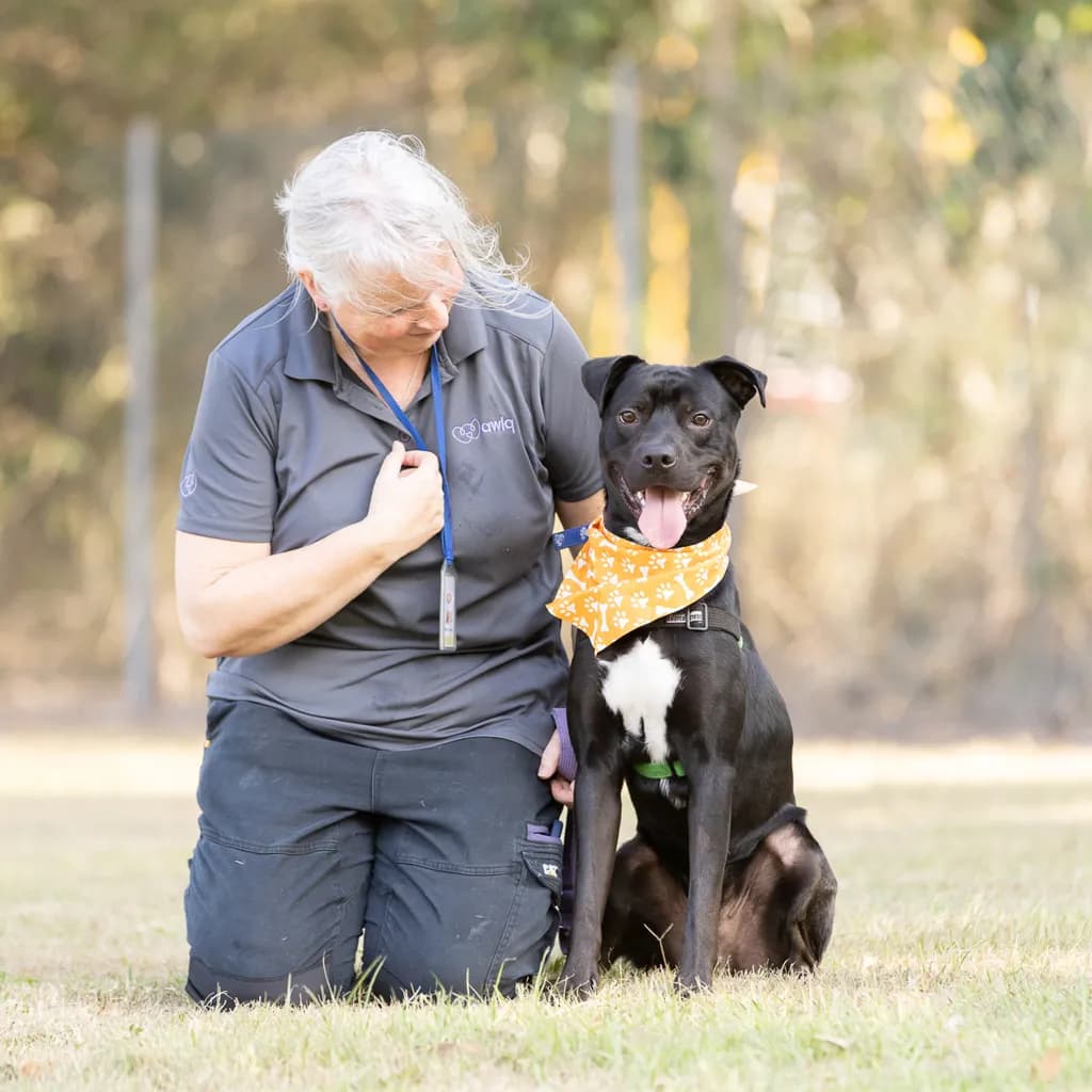 Gordon - Australian Kelpie / Bullmastiff available for adoption in Brisbane