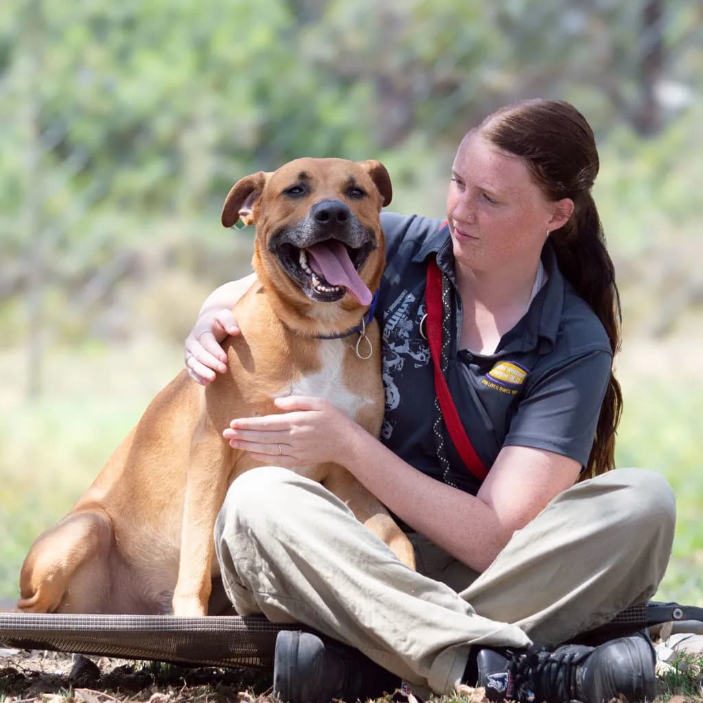 Chipper - American Staffy / Rhodesian Ridgeback available for adoption in Brisbane