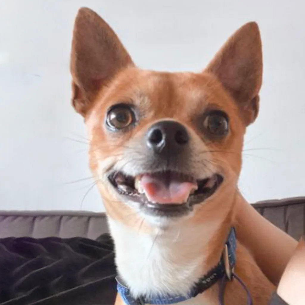 Enchilada - Chihuahua available for adoption at Animal Welfare League Queensland in Gold Coast