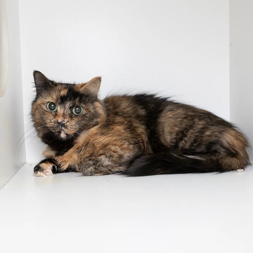 Twinkle - Domestic Medium Hair cat available for adoption at Animal Welfare League Queensland in Ipswich
