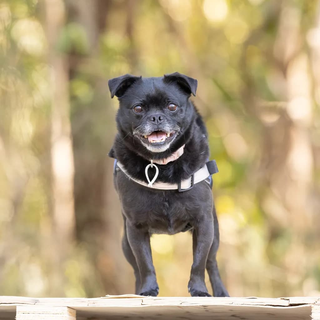 Harley - Pug / Maltese available for adoption at Animal Welfare League Queensland in Gold Coast