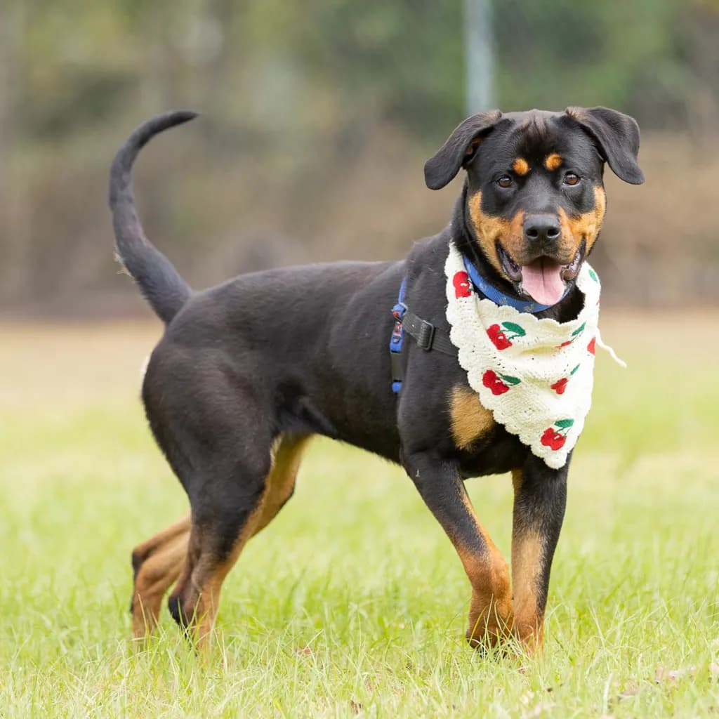 Bella - Rottweiler available for adoption at Animal Welfare League Queensland in Brisbane