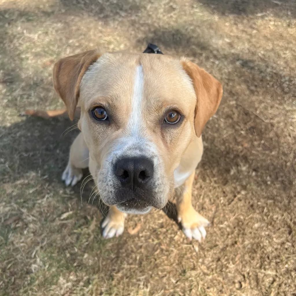 Edgar - American Staffy available for adoption at Animal Welfare League Queensland in Brisbane