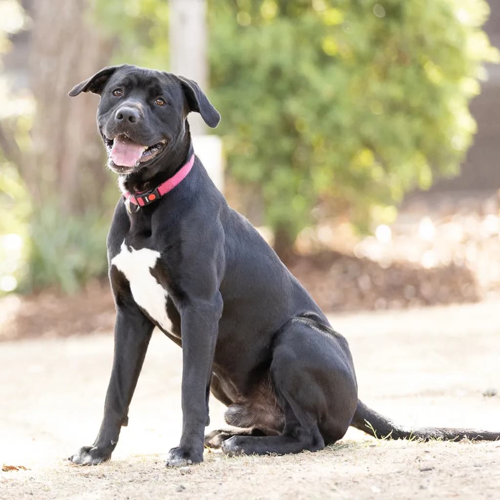Critter - Mastiff / Staffordshire Bull Terrier available for adoption in Ipswich