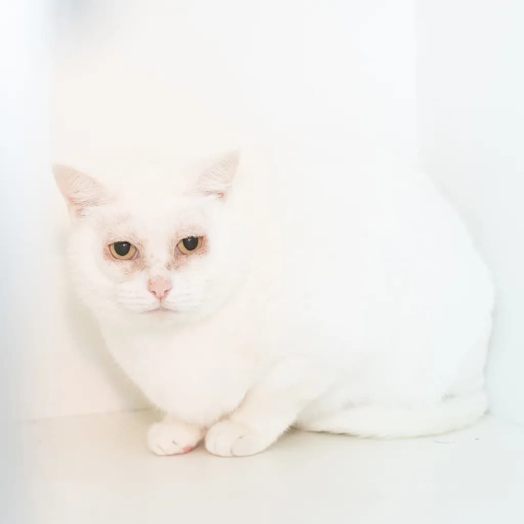 Snowy - Domestic Short Hair cat available for adoption at Animal Welfare League Queensland in Ipswich