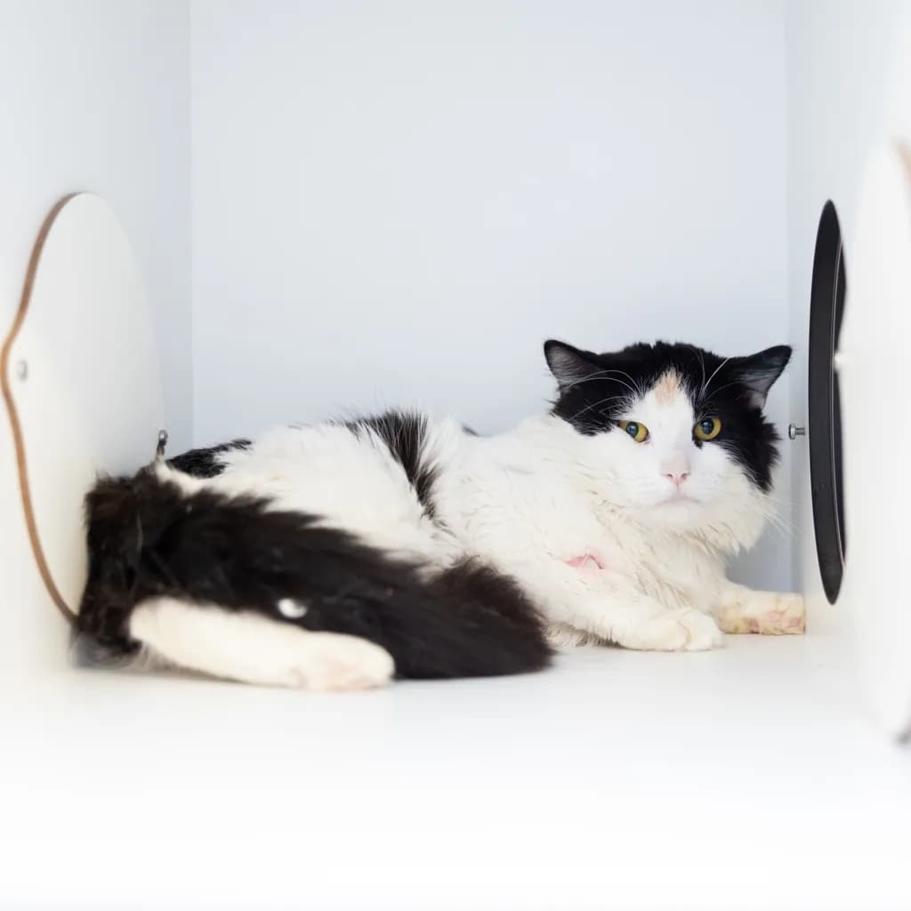 Elton - Domestic Medium Hair cat available for adoption in Gold Coast