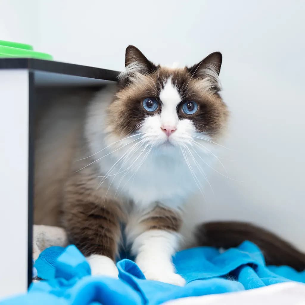 Midnight - Ragdoll cat available for adoption in Gold Coast