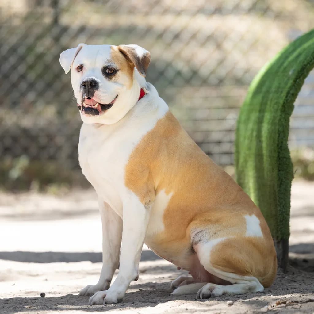 Peaches - American Bulldog / Boxer available for adoption at Animal Welfare League Queensland in Gold Coast
