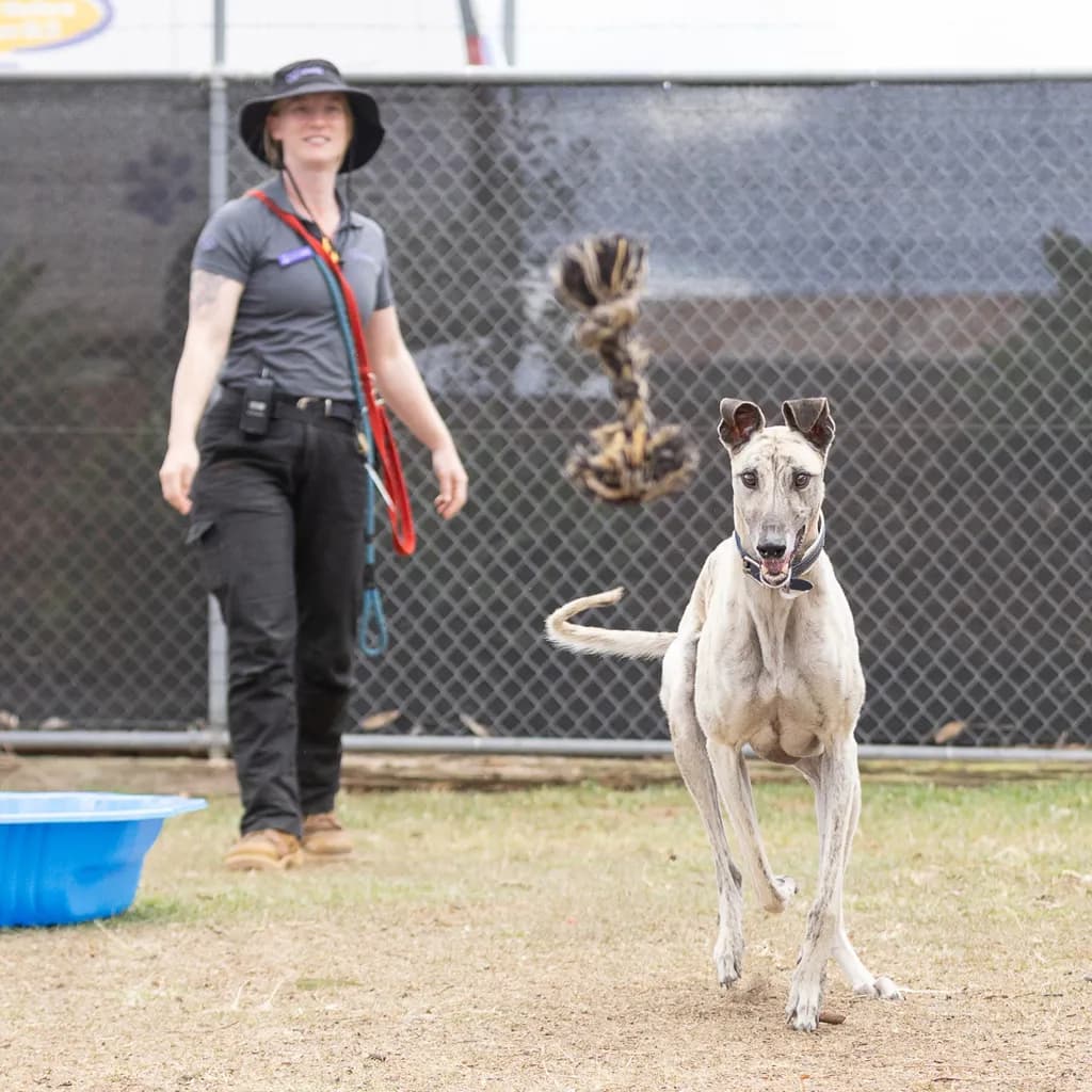 Ghost - Greyhound available for adoption at Animal Welfare League Queensland in Brisbane