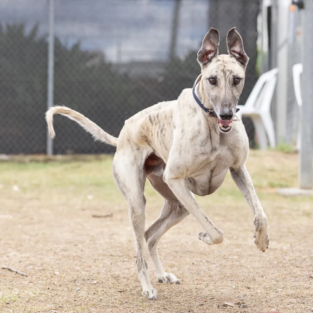 Ghost - Greyhound available for adoption at Animal Welfare League Queensland in Gold Coast