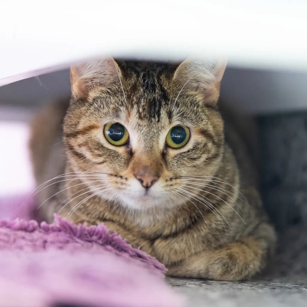 Erika - Domestic Short Hair cat available for adoption in Gold Coast