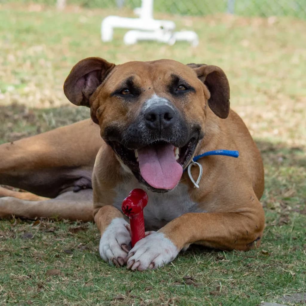 Honey - American Staffy available for adoption at Animal Welfare League Queensland in Brisbane