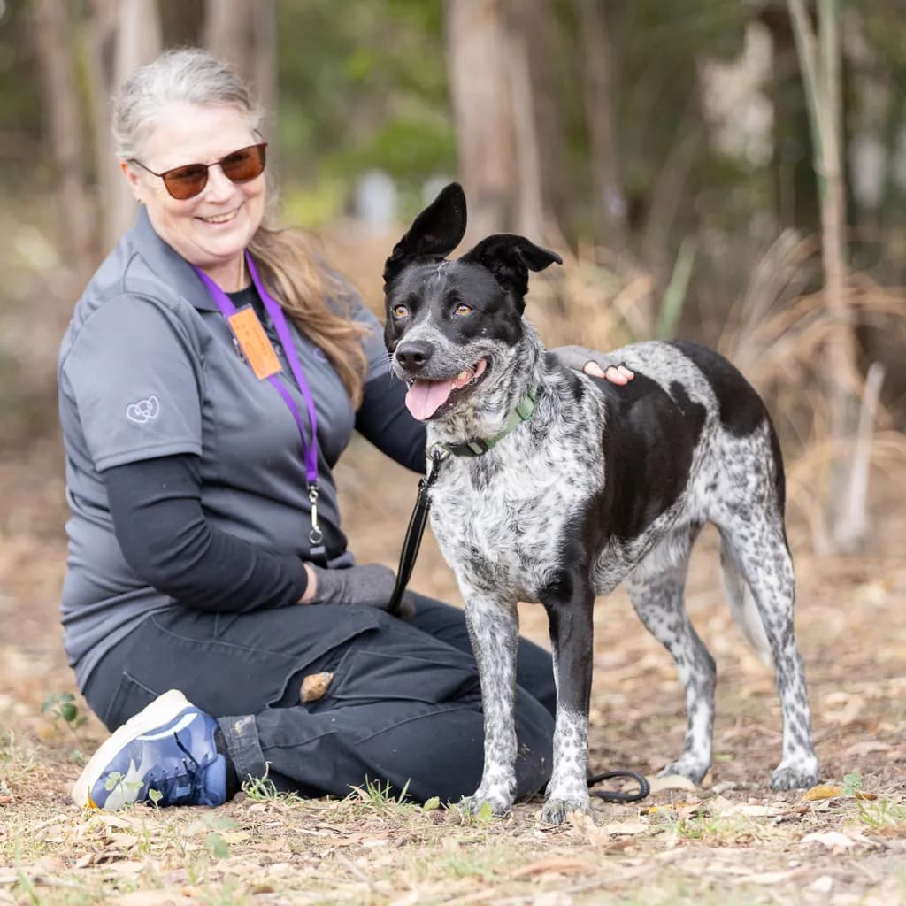 Molly - Australian Cattledog available for adoption at Animal Welfare League Queensland in Gold Coast