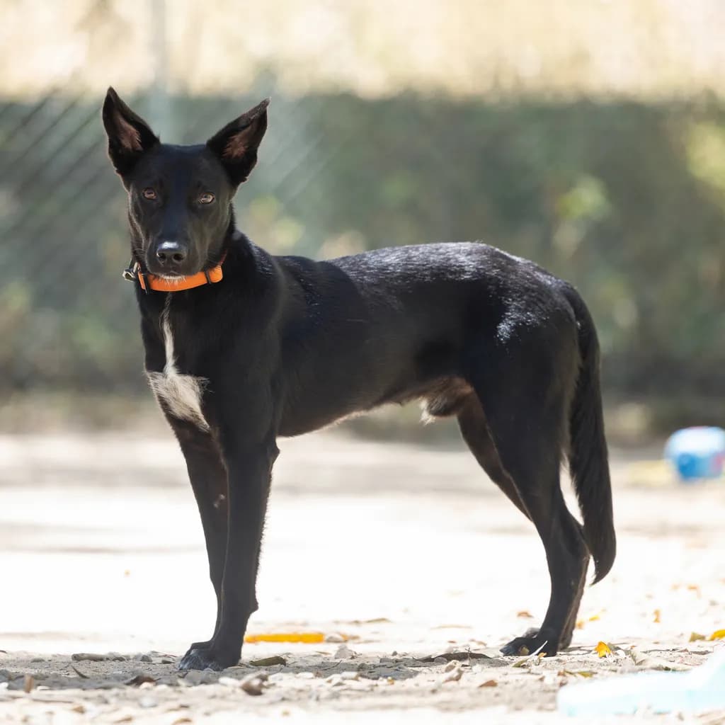 Wendle - Australian Kelpie available for adoption at Animal Welfare League Queensland in Gold Coast